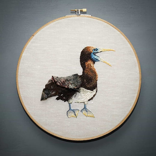 白腹鰹鳥 Sula leucogaster