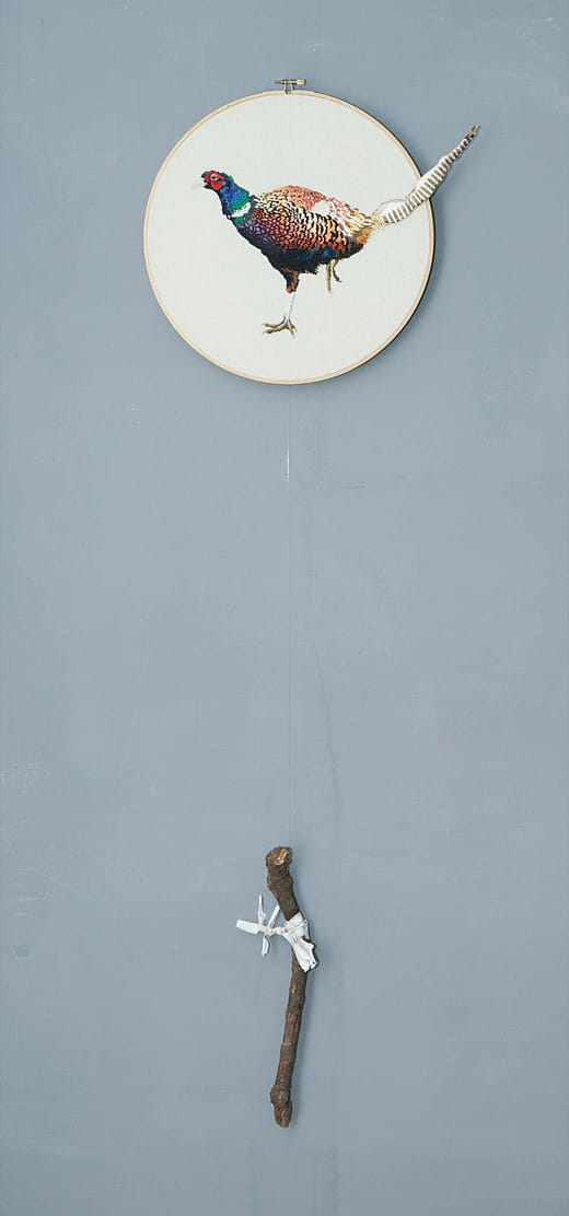 環頸雉 Phasianus colchicus