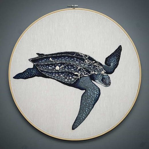 革龜 Dermochelys coriacea