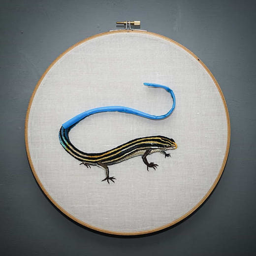 麗紋石龍子 Plestiodon elegans