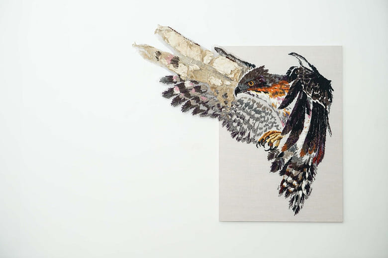 赫氏角鷹 Nisaetus nipalensis