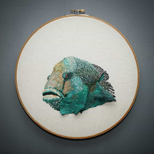 曲紋唇魚 Cheilinus undulatu