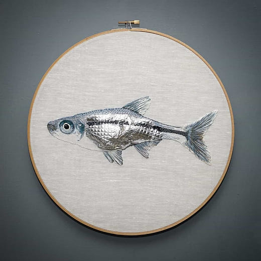 台灣細鯿 Metzia formosae