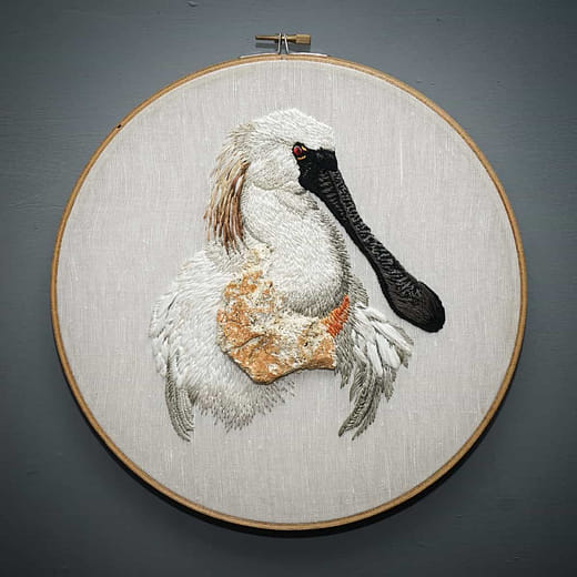 黑面琵鷺 Platalea minor