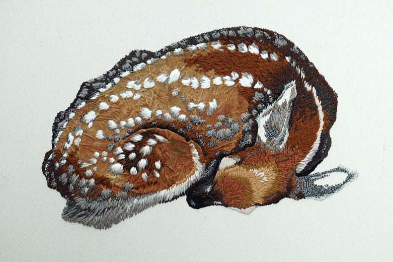 梅花鹿 Cervus nippon taiouanus