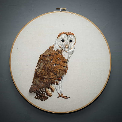 草鴞 Tyto capensis