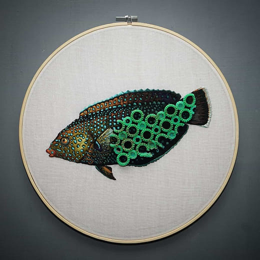 青斑阿南魚 Anampses caeruleopunctatus