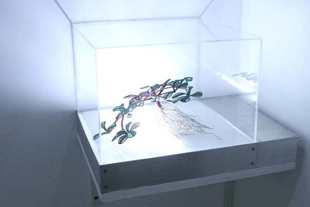 綠體記憶術—田邊與家栽系列(馬齒莧)