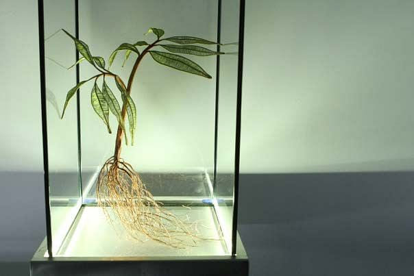 綠體記憶術—田邊與家栽系列(龍眼)