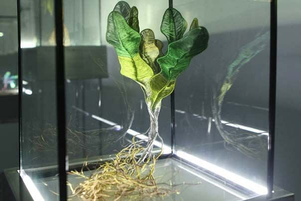 綠體記憶術—田邊與家栽系列(福山萵苣)