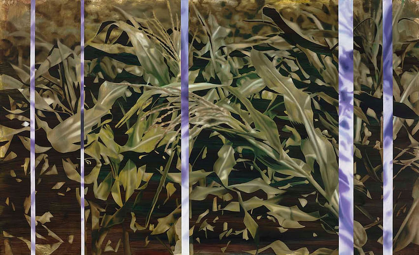 玉米田 Corn Field