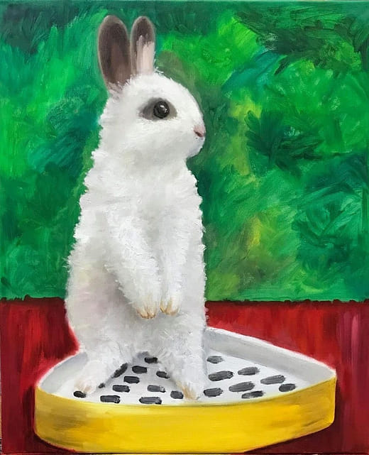 荷蘭侏儒兔的仰望