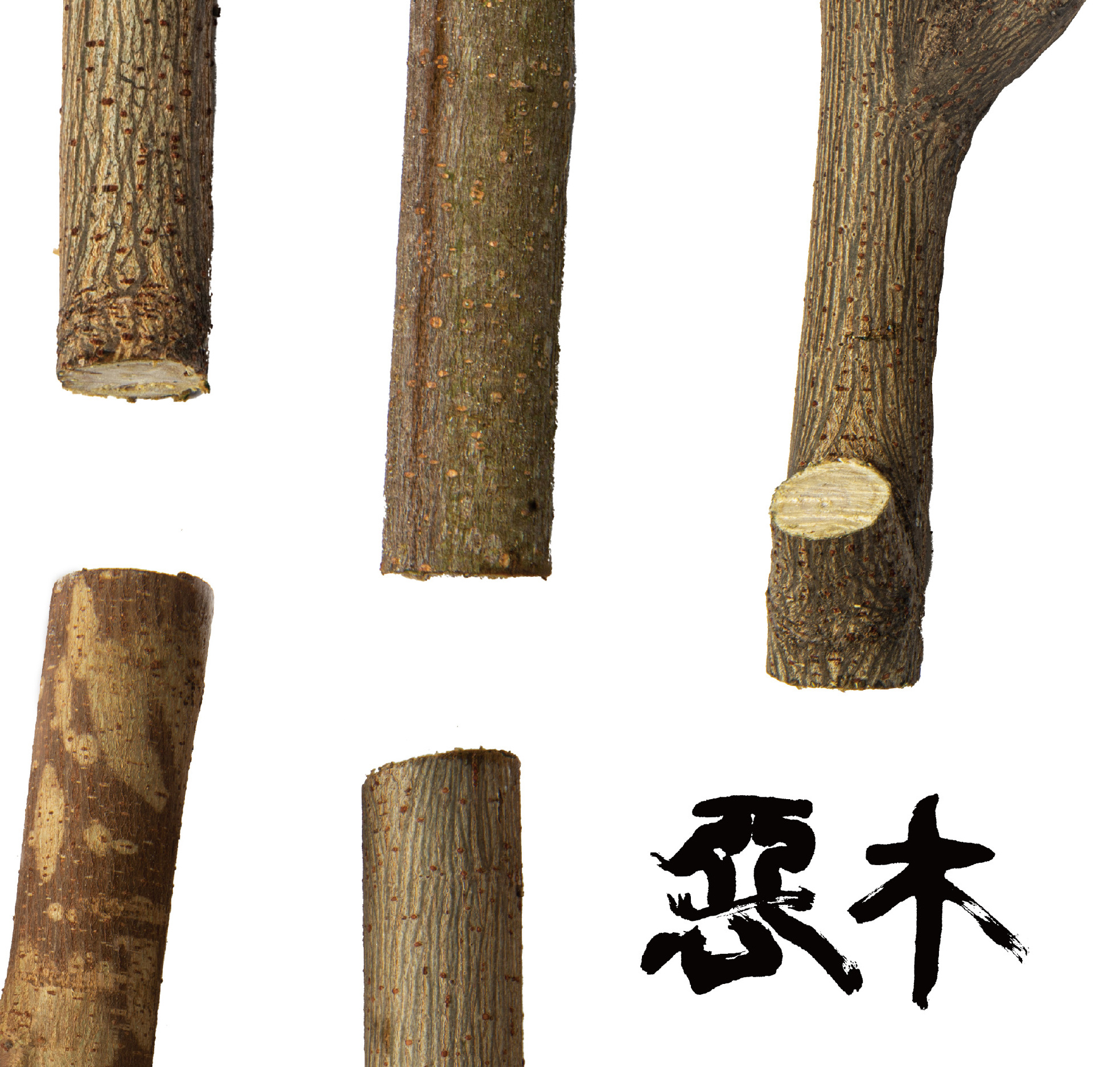 惡木