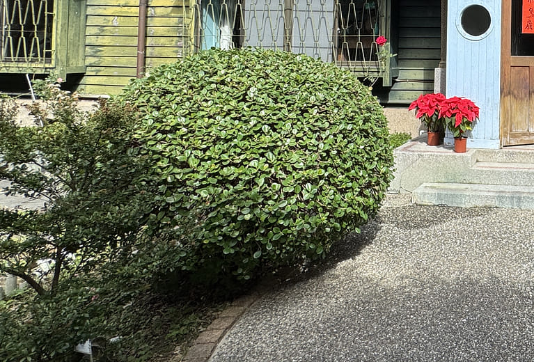 圓榕(圓融)