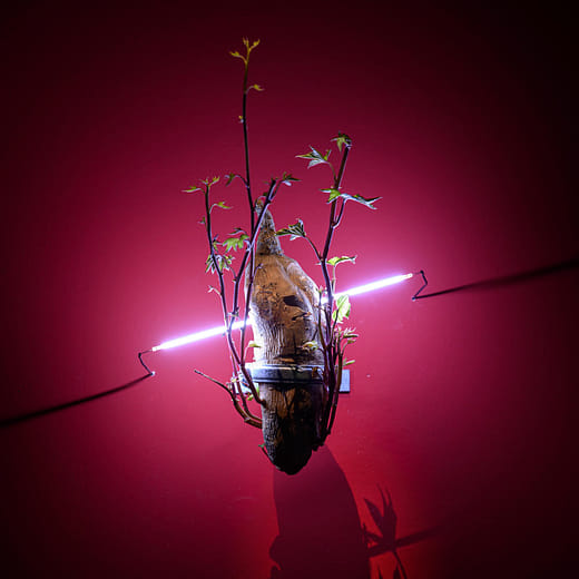 感染系列：共棲 Infection Series: Commensalism