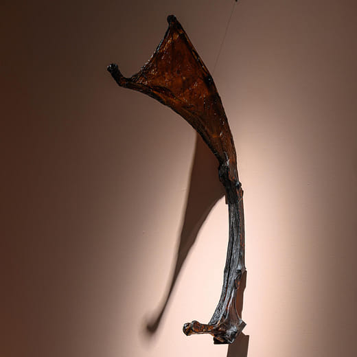 菌母，黃湯－有翅種子 Scoby skin, yellow soup - Winged seed