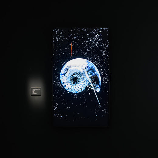 思考演化#1 ： 鸚鵡螺（菊石） Think Evolution #1 : Kikuishi (Ammonite)