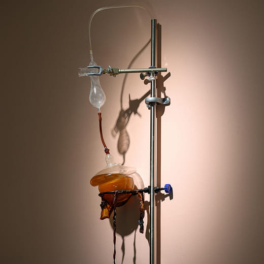 菌母，黃湯－母乳菌 Scoby skin, yellow soup - Mother's milk