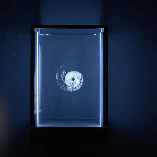 思考演化#1 ： 鸚鵡螺（菊石） Think Evolution #1 : Kikuishi (Ammonite)