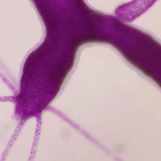 菌母，黃湯－黃湯 Scoby skin, yellow soup – Yellowsoup