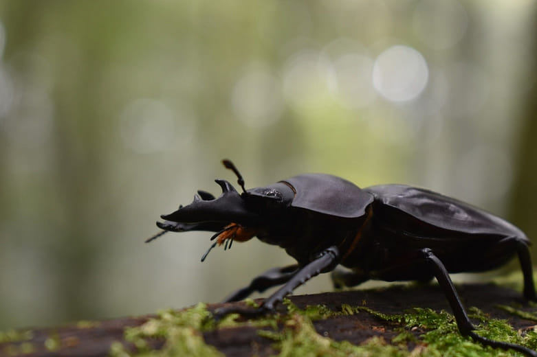 數位攝影｜森林裡的精靈