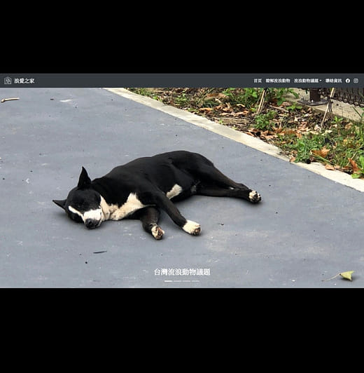 網頁設計｜浪愛之家-台灣流浪動物問題