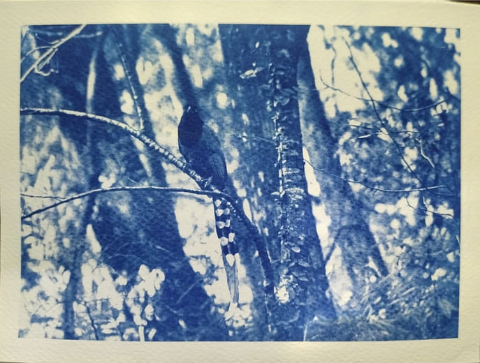 數位攝影｜鳥生活