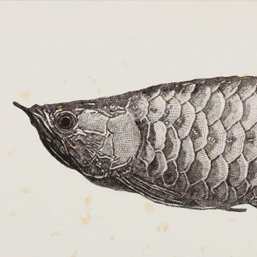 魚類圖鑑-卡浦卡斯海底幽靈