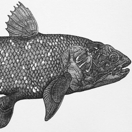 魚類圖鑑 - 海王raja laut