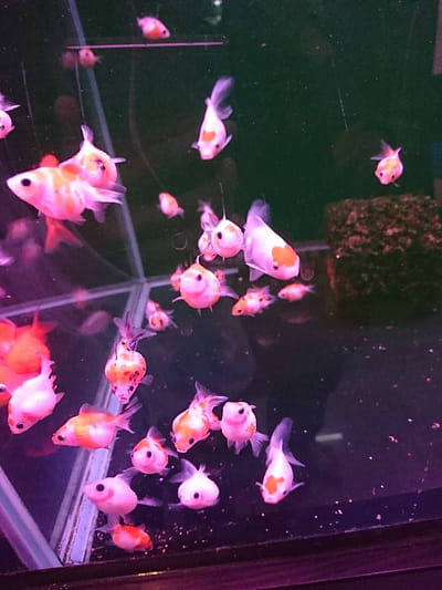 蔡宜秀