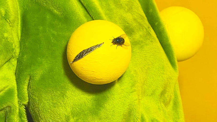 我長大要變成一隻ㄜ、魚！