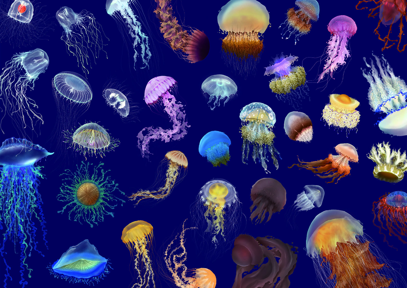 海洋美杜莎 - MEDUSA ERA'