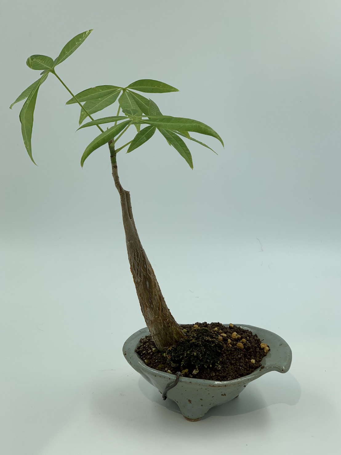 招財小樹