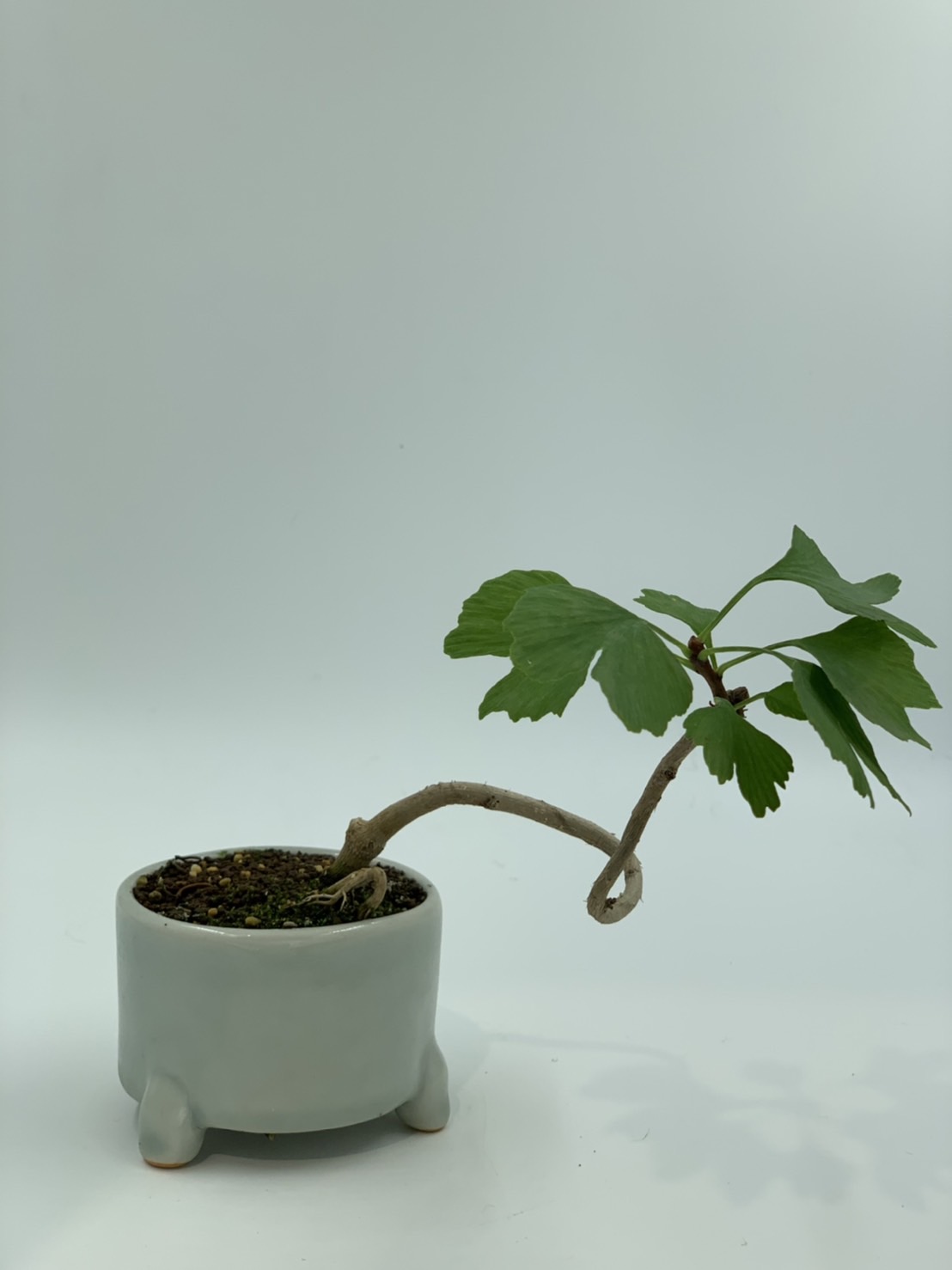 銀杏
