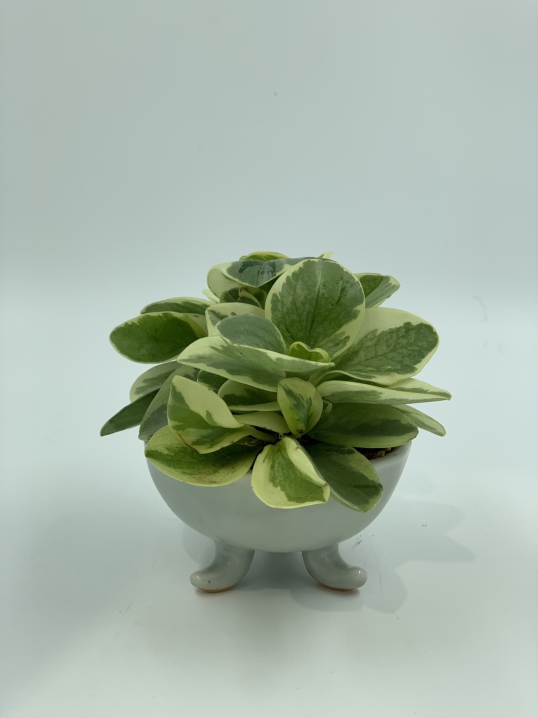 斑葉椒草