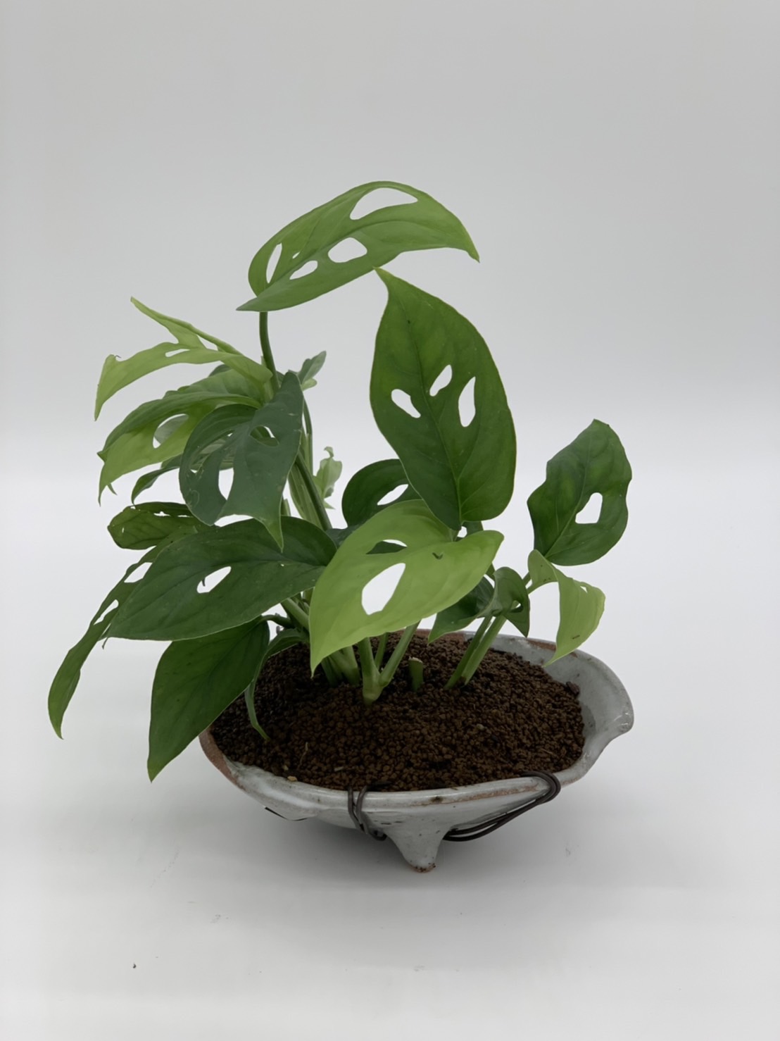 洞洞蔓綠絨