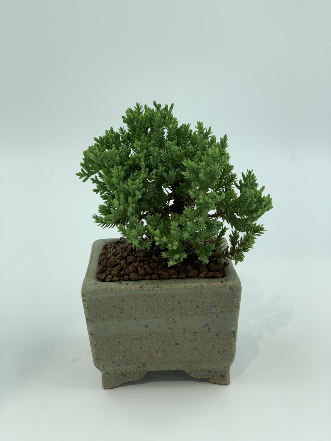 珍珠柏