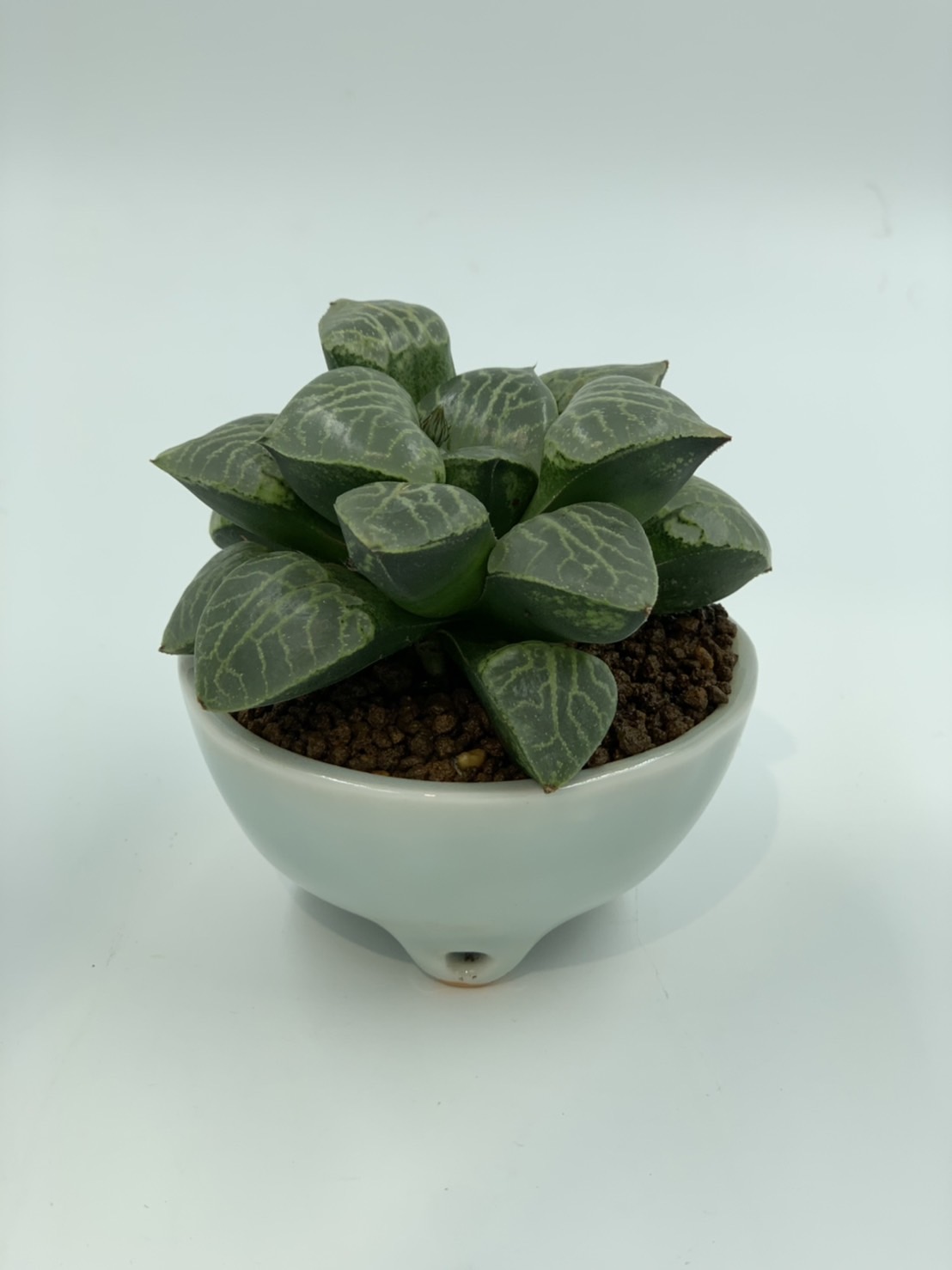 多肉植物