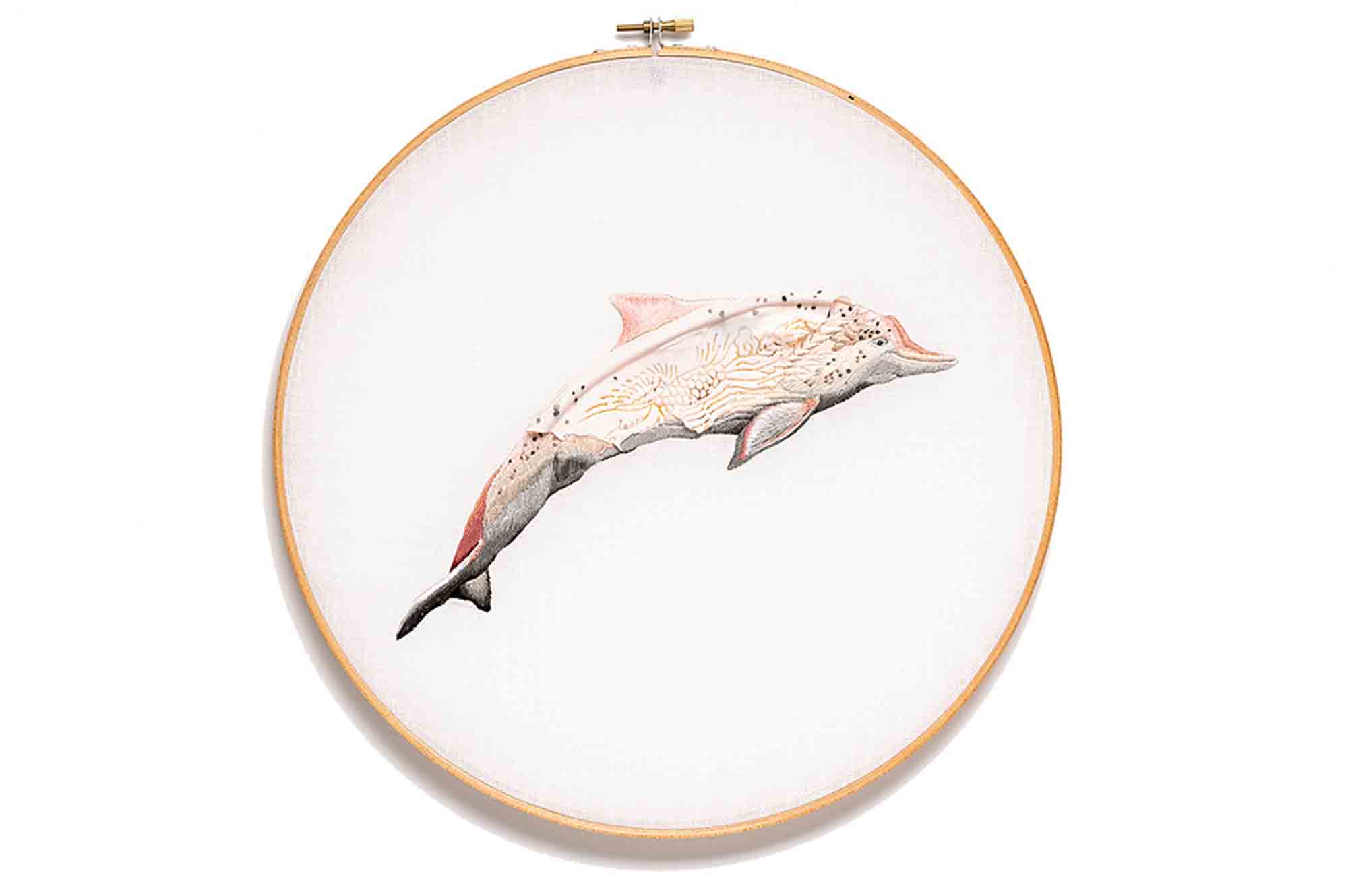 台灣白海豚-鳳 Sousa chinensis taiwanensis - Phoenix