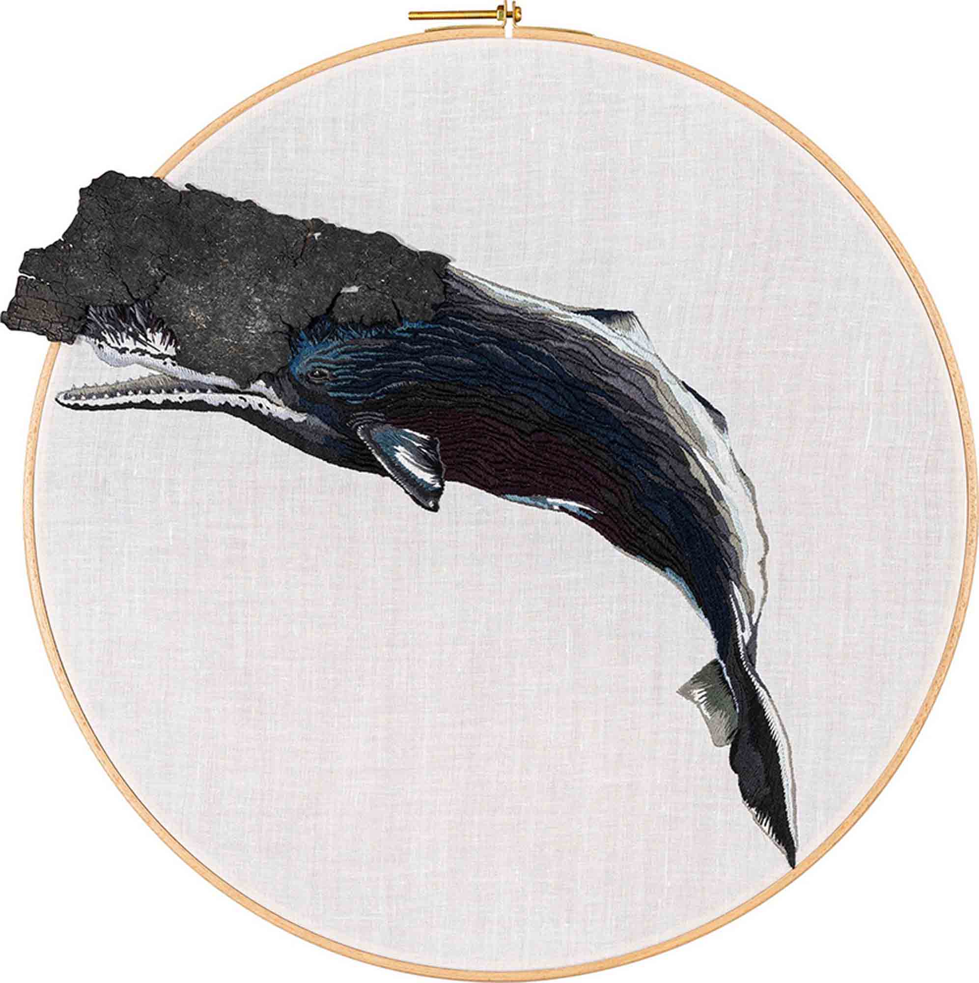 抹香鯨 Physeter macrocephalus