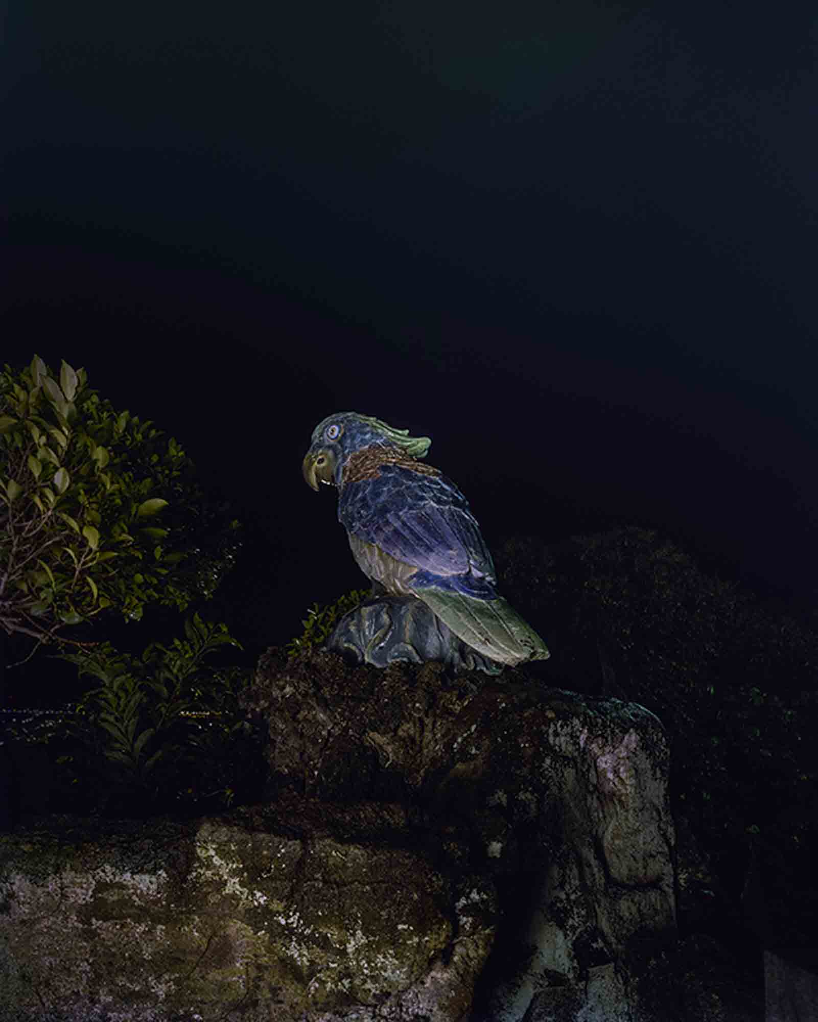 幽靈公園-鸚鵡 The Ghost Park–Parrot