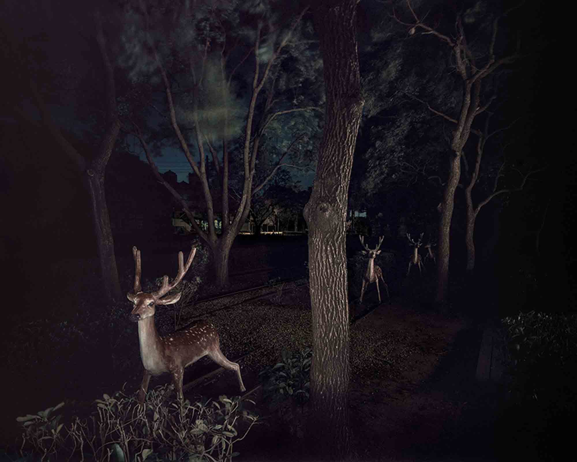 幽靈公園-梅花鹿 The Ghost Park–Sika Deer